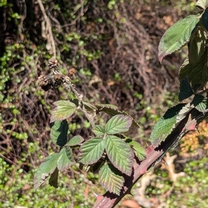 Rubus anglocandicans at Phillip, ACT - 17 Sep 2024