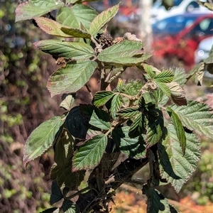 Rubus anglocandicans at Phillip, ACT - 17 Sep 2024