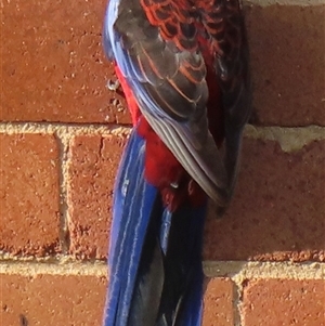 Platycercus elegans at Acton, ACT - suppressed