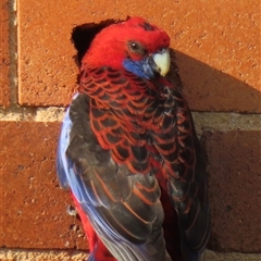 Platycercus elegans at Acton, ACT - suppressed