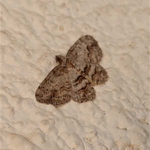 Didymoctenia exsuperata at Watson, ACT - 20 Sep 2024