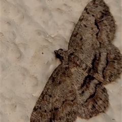 Didymoctenia exsuperata at Watson, ACT - 20 Sep 2024