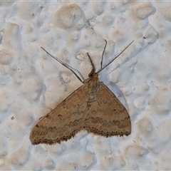 Scopula rubraria (Reddish Wave, Plantain Moth) at Watson, ACT - 20 Sep 2024 by AniseStar