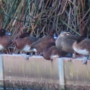 Aythya australis at Lyneham, ACT - 20 Sep 2024