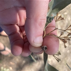 Eucalyptus microcorys (Tallowwood) at Coolongolook, NSW - 22 Sep 2024 by STJ