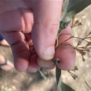 Eucalyptus microcorys at Coolongolook, NSW - 22 Sep 2024 09:37 AM