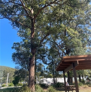 Eucalyptus microcorys at Coolongolook, NSW - 22 Sep 2024