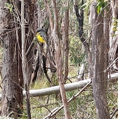 Eopsaltria australis (Eastern Yellow Robin) at Paddys River, ACT - 21 Sep 2024 by KateU