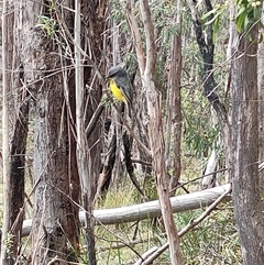 Eopsaltria australis at Paddys River, ACT - 21 Sep 2024