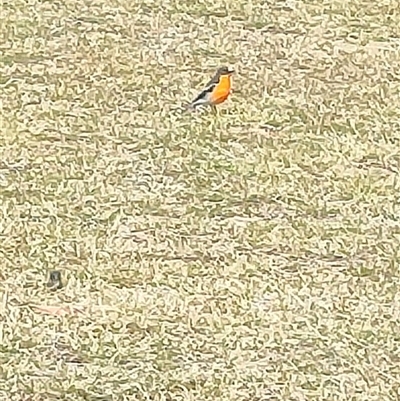 Petroica phoenicea (Flame Robin) at Tharwa, ACT - 21 Sep 2024 by KateU