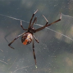 Latrodectus hasselti (Redback Spider) at Narrabundah, ACT - 10 Sep 2024 by RobParnell