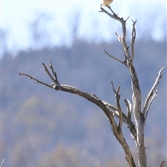 Falco cenchroides (Nankeen Kestrel) at Rendezvous Creek, ACT - 21 Sep 2024 by JimL