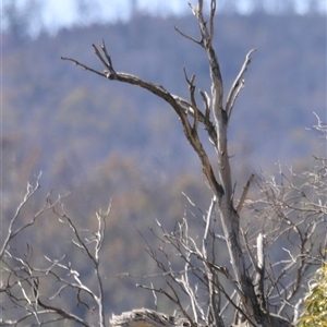 Falco cenchroides at Rendezvous Creek, ACT - 21 Sep 2024 11:49 AM