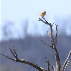 Falco cenchroides at Rendezvous Creek, ACT - 21 Sep 2024 11:49 AM