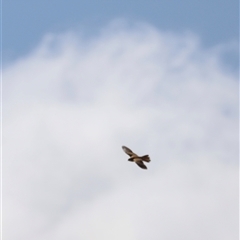 Falco cenchroides at Rendezvous Creek, ACT - 21 Sep 2024 11:49 AM