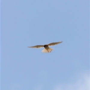 Falco cenchroides at Rendezvous Creek, ACT - 21 Sep 2024 11:49 AM