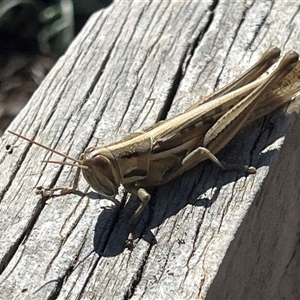 Austracris guttulosa at Garran, ACT - 6 Sep 2024 11:11 AM