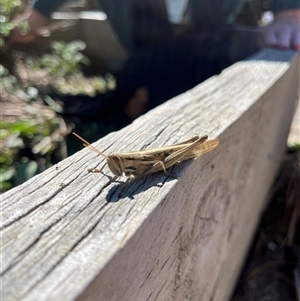 Austracris guttulosa at Garran, ACT - 6 Sep 2024