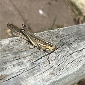 Austracris guttulosa at Garran, ACT - 6 Sep 2024