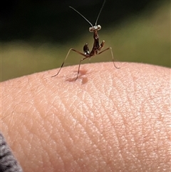 Mantodea (order) (Unidentified praying mantis) at Garran, ACT - 22 Sep 2024 by Medha