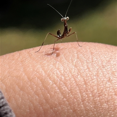 Mantodea (order) (Unidentified praying mantis) at Garran, ACT - 22 Sep 2024 by Medha