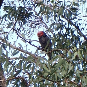 Callocephalon fimbriatum (identifiable birds) at Cook, ACT - suppressed