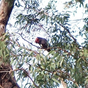 Callocephalon fimbriatum (identifiable birds) at Cook, ACT - suppressed