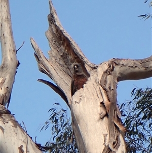 Callocephalon fimbriatum (identifiable birds) at Cook, ACT - suppressed