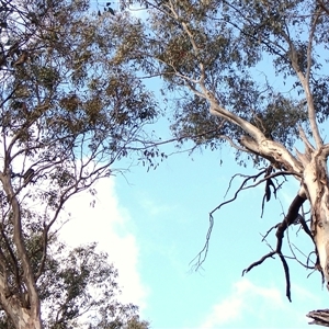 Callocephalon fimbriatum (identifiable birds) at Cook, ACT - suppressed