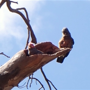 Callocephalon fimbriatum (identifiable birds) at Cook, ACT - suppressed