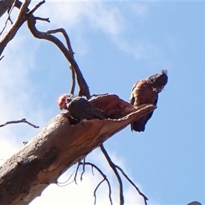 Callocephalon fimbriatum (identifiable birds) at Cook, ACT - suppressed