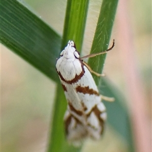 Oxythecta acceptella at Cook, ACT - 21 Sep 2024 10:35 AM