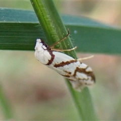 Oxythecta acceptella at Cook, ACT - 21 Sep 2024 10:35 AM