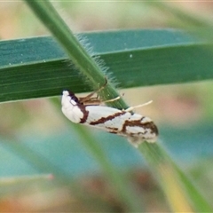 Oxythecta acceptella at Cook, ACT - 21 Sep 2024