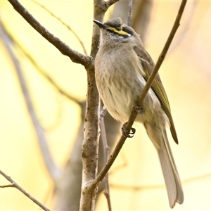 Caligavis chrysops at Melba, ACT - 22 Sep 2024