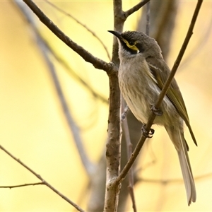 Caligavis chrysops at Melba, ACT - 22 Sep 2024