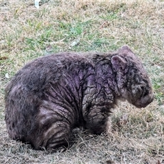 Vombatus ursinus (Common wombat, Bare-nosed Wombat) at Kambah, ACT - 21 Sep 2024 by HelenCross