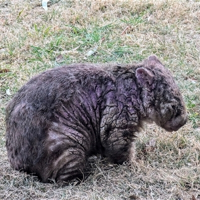 Vombatus ursinus (Common wombat, Bare-nosed Wombat) at Kambah, ACT - 22 Sep 2024 by HelenCross