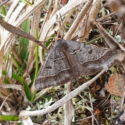 Antasia flavicapitata (Yellow-headed Heath Moth (Oenochrominae)) at Yass River, NSW - 22 Sep 2024 by SenexRugosus