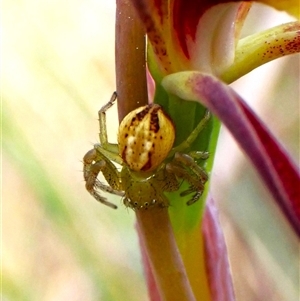 Australomisidia rosea at Aranda, ACT - suppressed