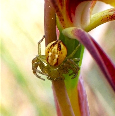 Australomisidia rosea (Rosy Flower Spider) at Aranda, ACT - 20 Sep 2024 by CathB