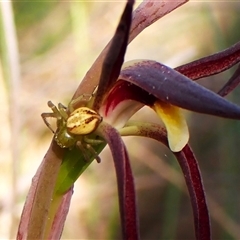 Australomisidia rosea at Aranda, ACT - suppressed