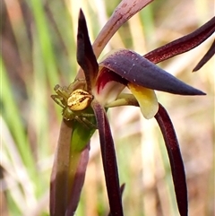 Australomisidia rosea at Aranda, ACT - suppressed