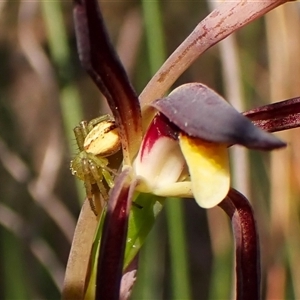 Australomisidia rosea at Aranda, ACT - 20 Sep 2024