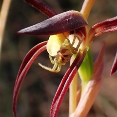 Australomisidia rosea at Aranda, ACT - suppressed