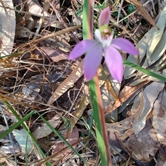 Caladenia catenata (White Fingers) at Broulee, NSW - 21 Sep 2024 by LyndalT