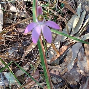 Caladenia catenata at Broulee, NSW - suppressed