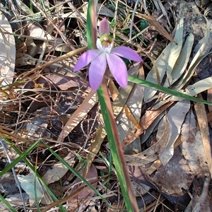 Caladenia catenata at Broulee, NSW - suppressed