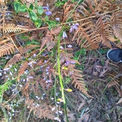 Comesperma volubile (Love Creeper) at Broulee, NSW - 21 Sep 2024 by LyndalT