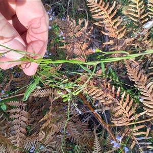 Comesperma volubile at Broulee, NSW - 21 Sep 2024